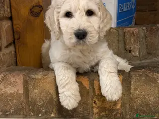 Goldendoodle dogs Stunning F1 Standard Goldendoodles - Advert 3