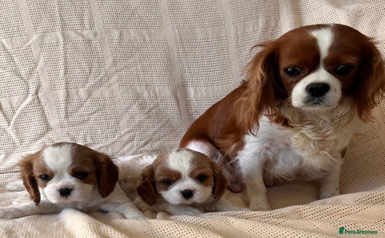 Cavalier King Charles Spaniel dogs - Advert 14