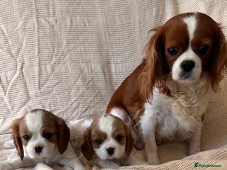 Cavalier King Charles Spaniel dogs - Advert 10