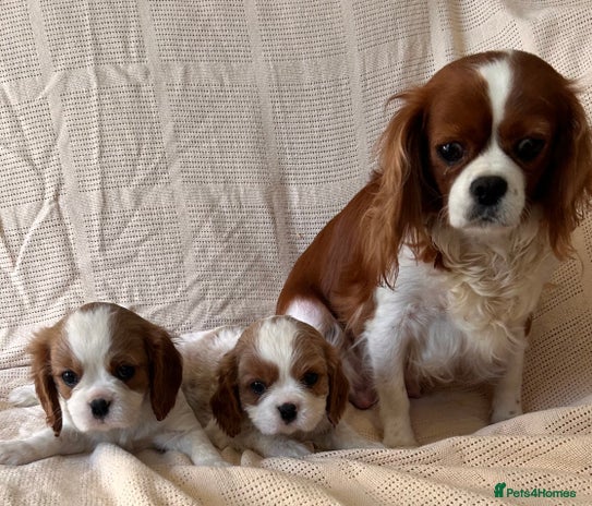 Cavalier King Charles Spaniel dogs - Advert 15