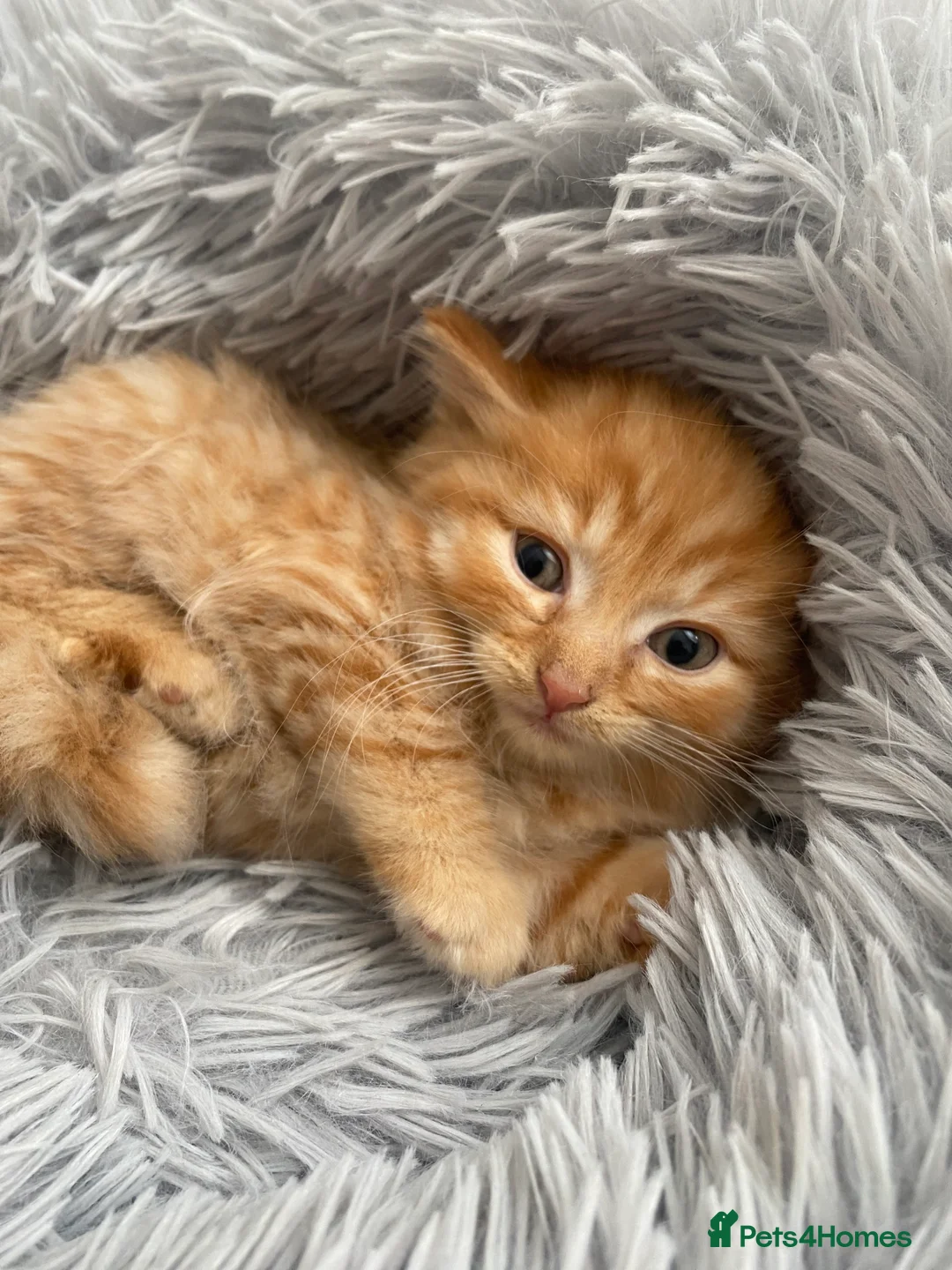 British Longhair cats for sale: Cute fluffy ginger kitten awaiting forever home🏡 - Advert 8