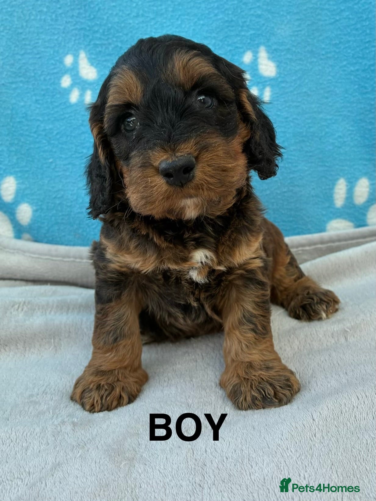 Cockapoo dogs F1 Cockapoo Puppies Available! - Advert 1