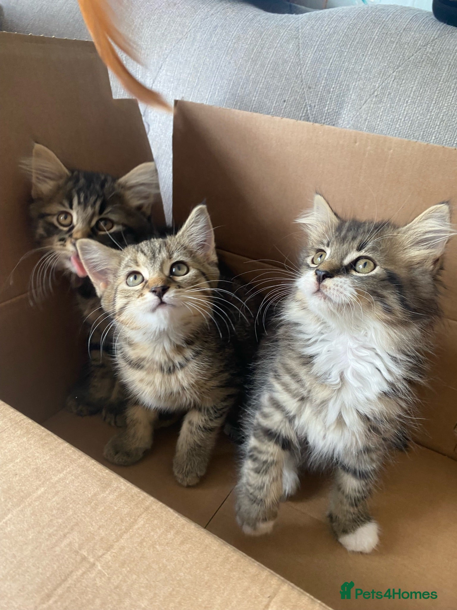 Mixed Breed cats Beautiful kittens - Advert 2