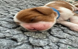 Cavalier King Charles Spaniel dogs for sale: Fully Health Tested Male CKCS Puppies - Image 14