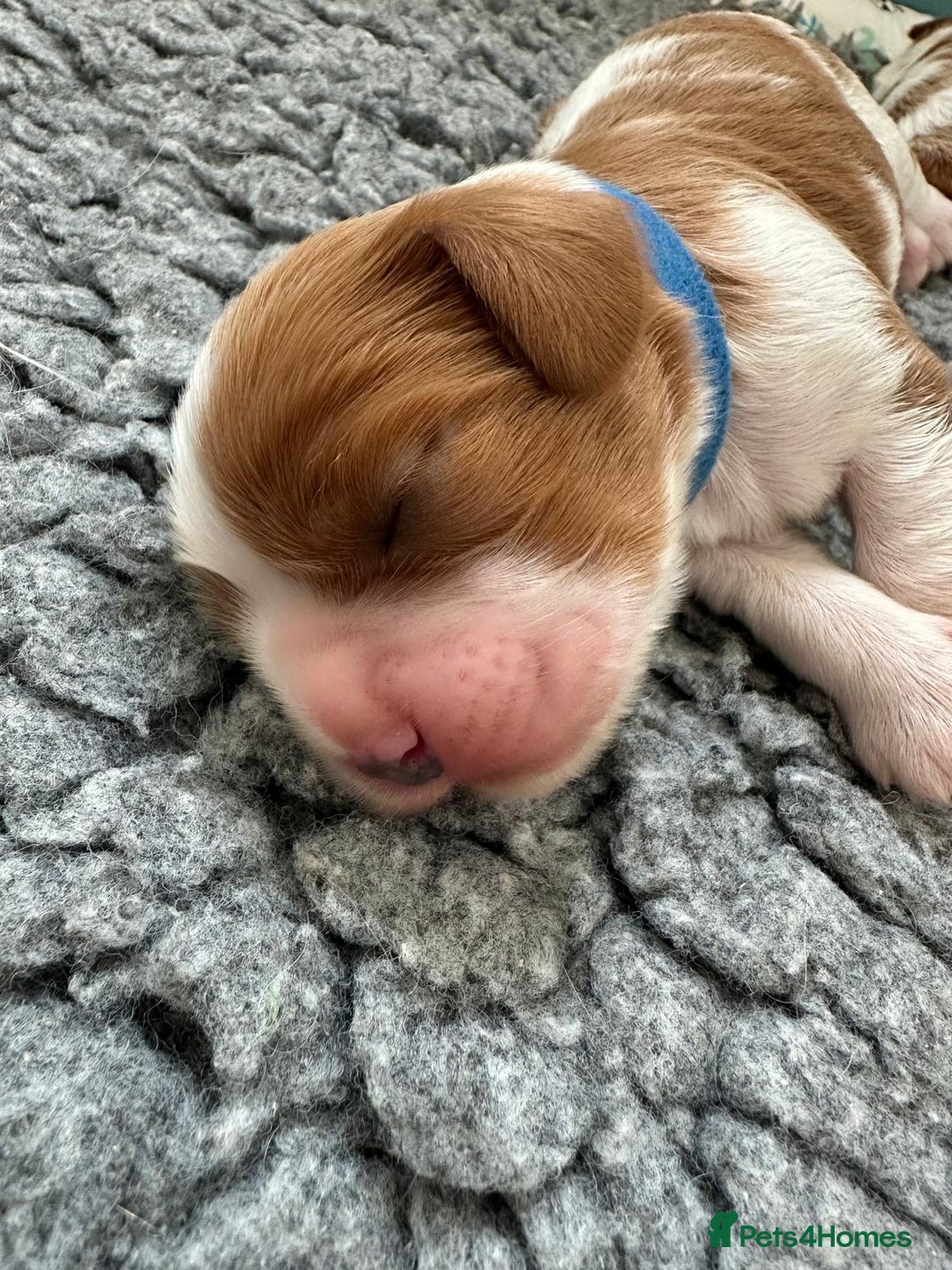 Cavalier King Charles Spaniel dogs for sale: Fully Health Tested Male CKCS Puppies - Image 14