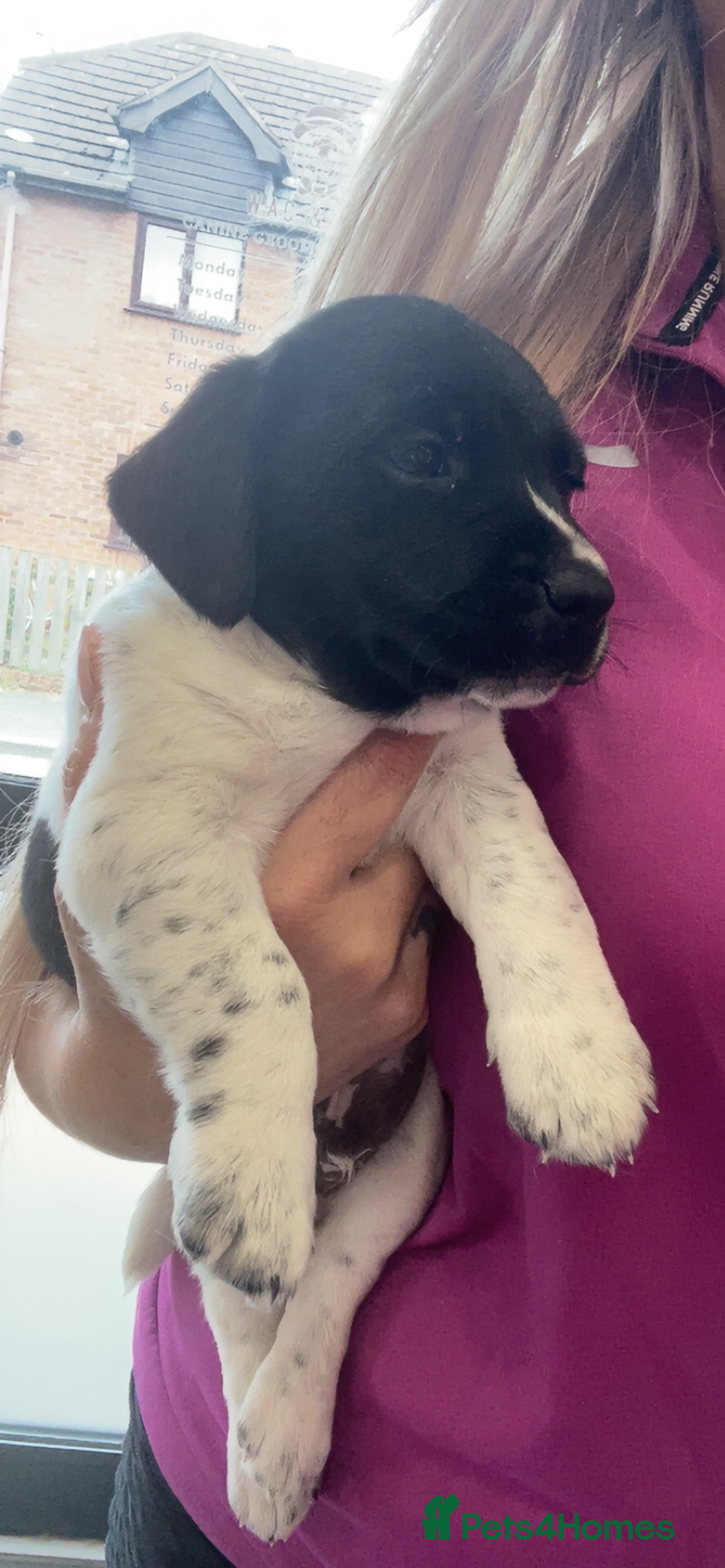 Springador dogs for sale: Ready now male Springador  - Image 4