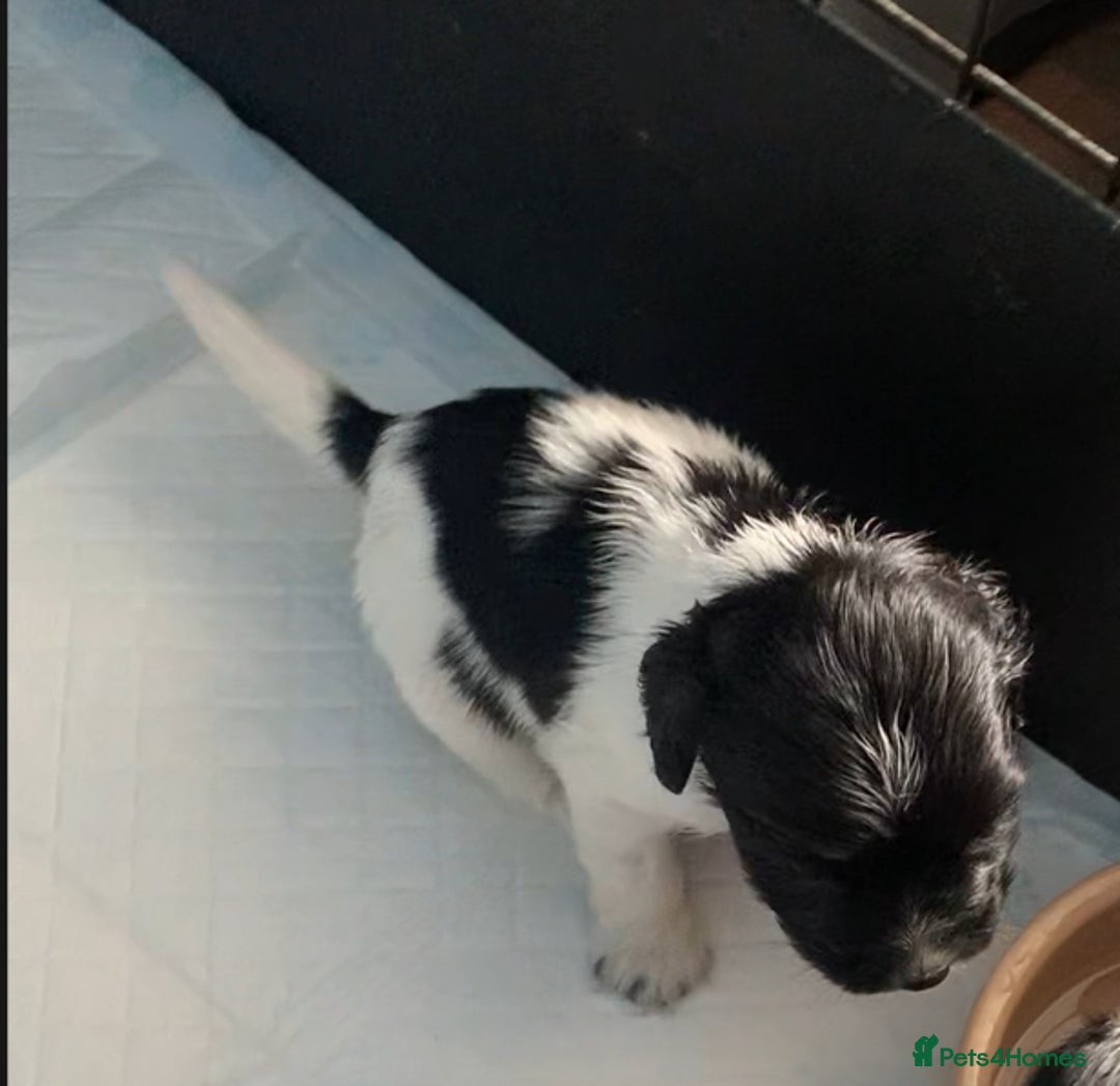 Cocker Spaniel dogs for sale: Beautiful cocker spaniels  - Image 10
