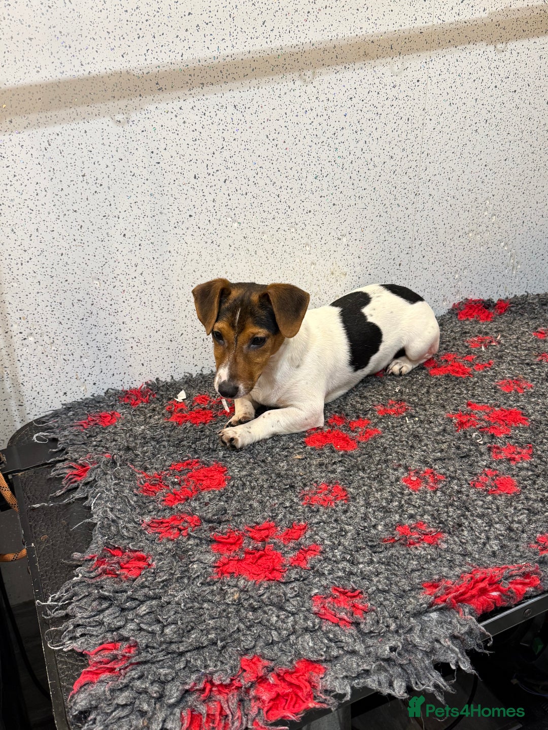 Jack Russell dogs for sale: Jack Russell male  - Advert 4