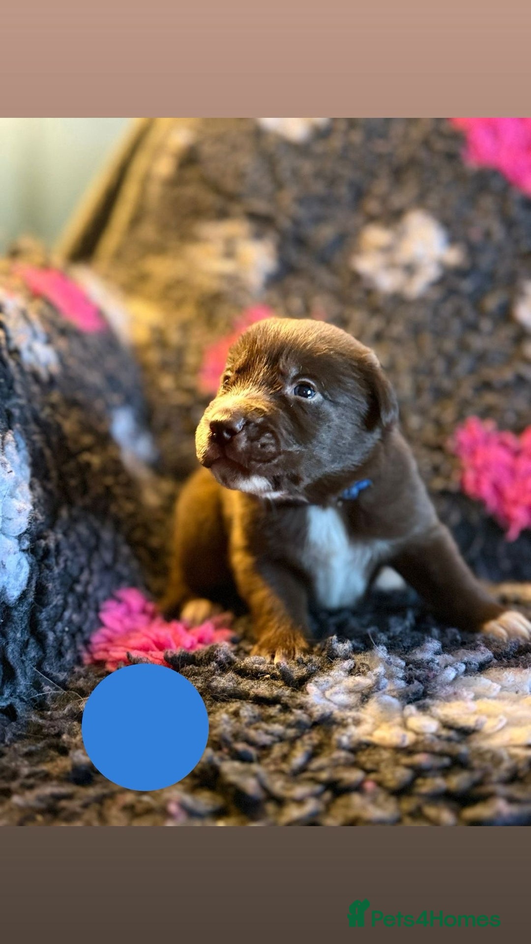 Borador dogs for sale: Gorgeous litter of chocolate Labrador cross pups  - Image 16