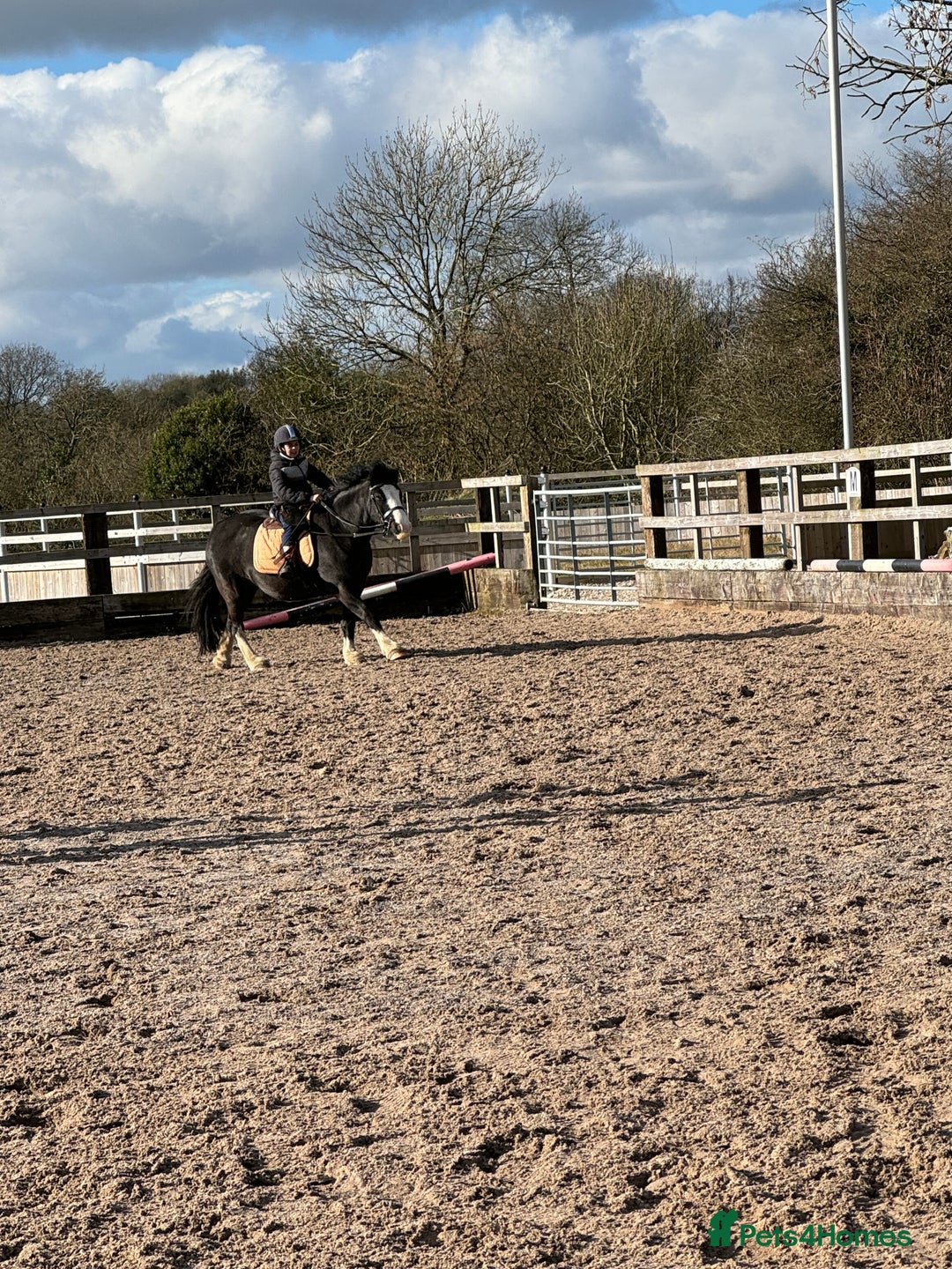 Irish Cob horses for sale: 13hh Super Safe Cob - Image 9