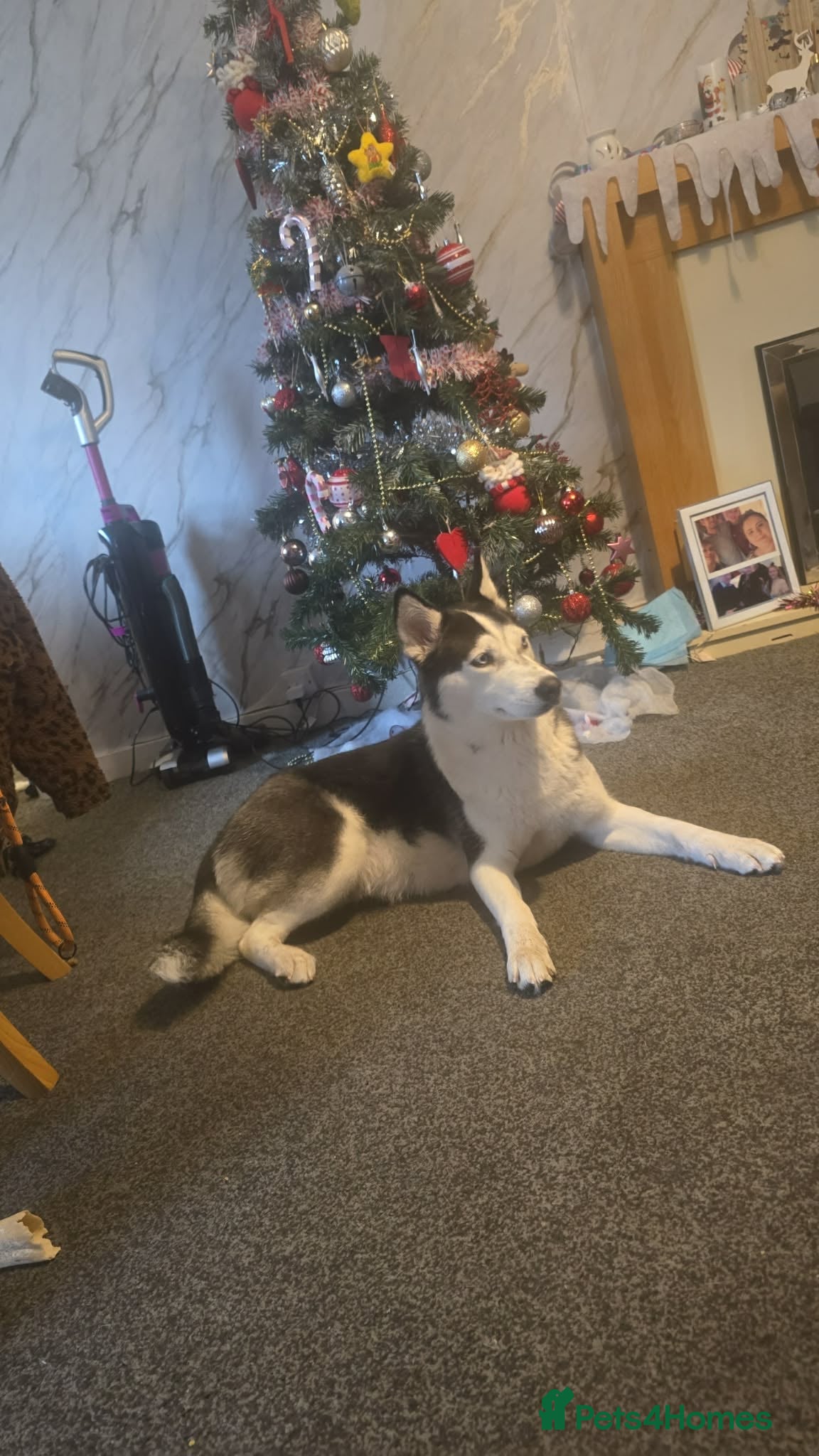 Siberian Husky dogs 4 siberian husky girl pups  - Advert 7