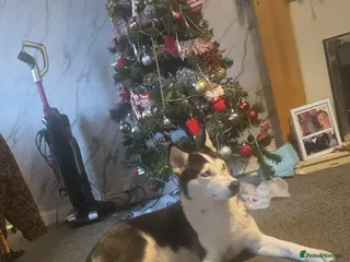 Siberian Husky dogs 4 siberian husky girl pups - Advert 7