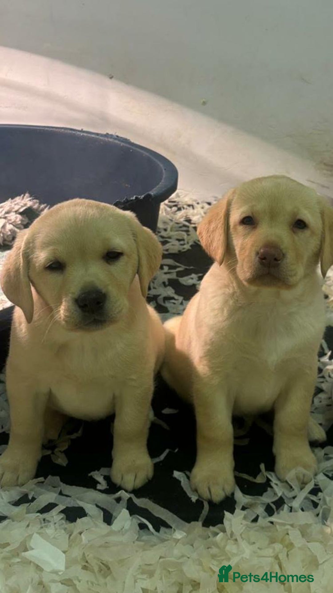 Labrador Retriever dogs for sale: Stunning Yellow Puppies - Advert 3