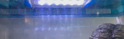 Snails invertebrates for sale: Albino Tiger Stripe Giant Snails & Full Setup - Advert 7