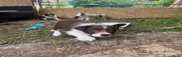 Border Collie dogs for sale: ISDS/KC Border Collie puppies for sale  - Advert 20