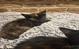 Mixed Breed cats for sale: 1 gorgeous tortie left read to leave this week  - Image 3