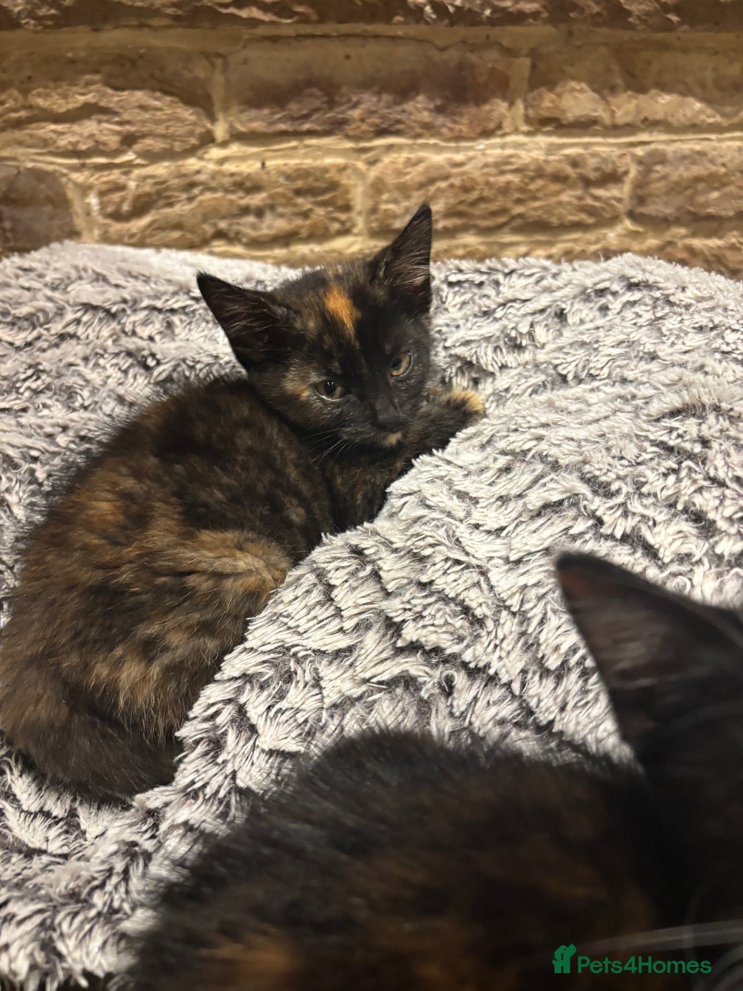 Mixed Breed cats for sale: 1 gorgeous tortie left read to leave this week  - Image 3