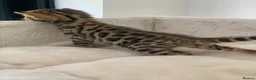 Bengal cats for sale: Best Bengal kittens in the U.K.  - Advert 9