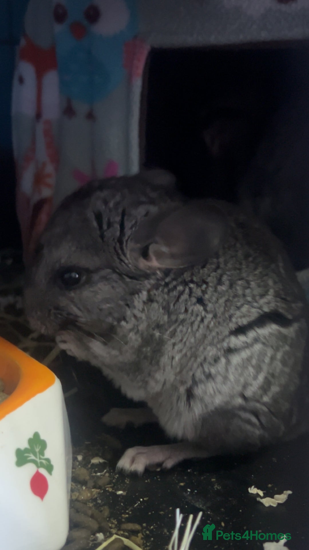 Chinchilla rodents for sale: Baby male chinchilla - Advert 2