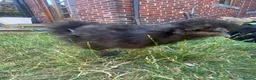Chickens poultry for sale: Black silkie boys x2 - Advert 5