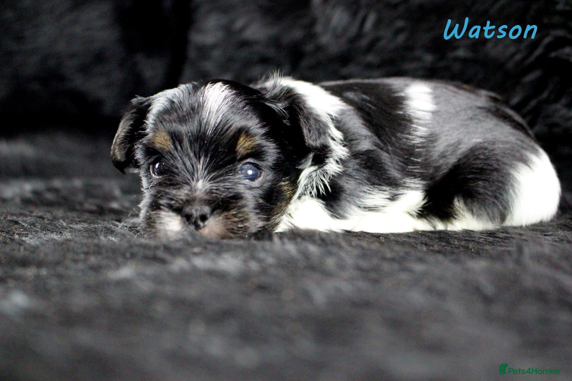 Biewer Terrier dogs for sale: ✨Stunning Biewer Yorkshire Terriers Ready Dec 26 ✨ - Advert 1