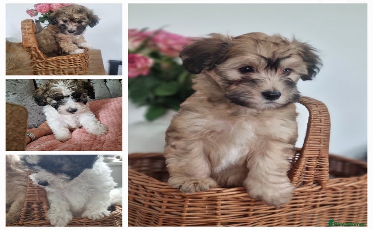Maltipoo dogs - Advert 15