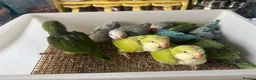 Parrots birds for sale: Handreared Indian Ringneck & Quaker Parrots in Whitby - Advert 2