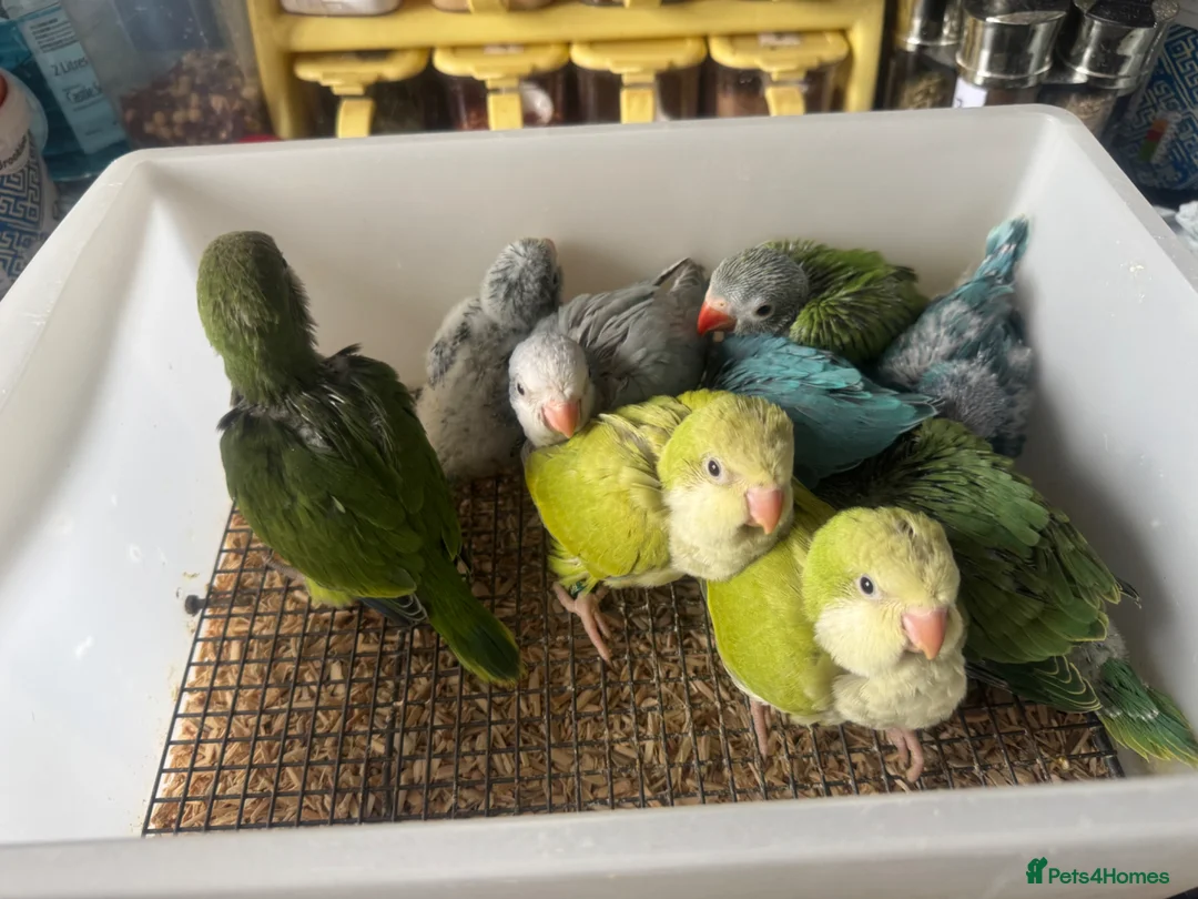 Parrots birds for sale: Handreared Indian Ringneck & Quaker Parrots in Whitby - Advert 2
