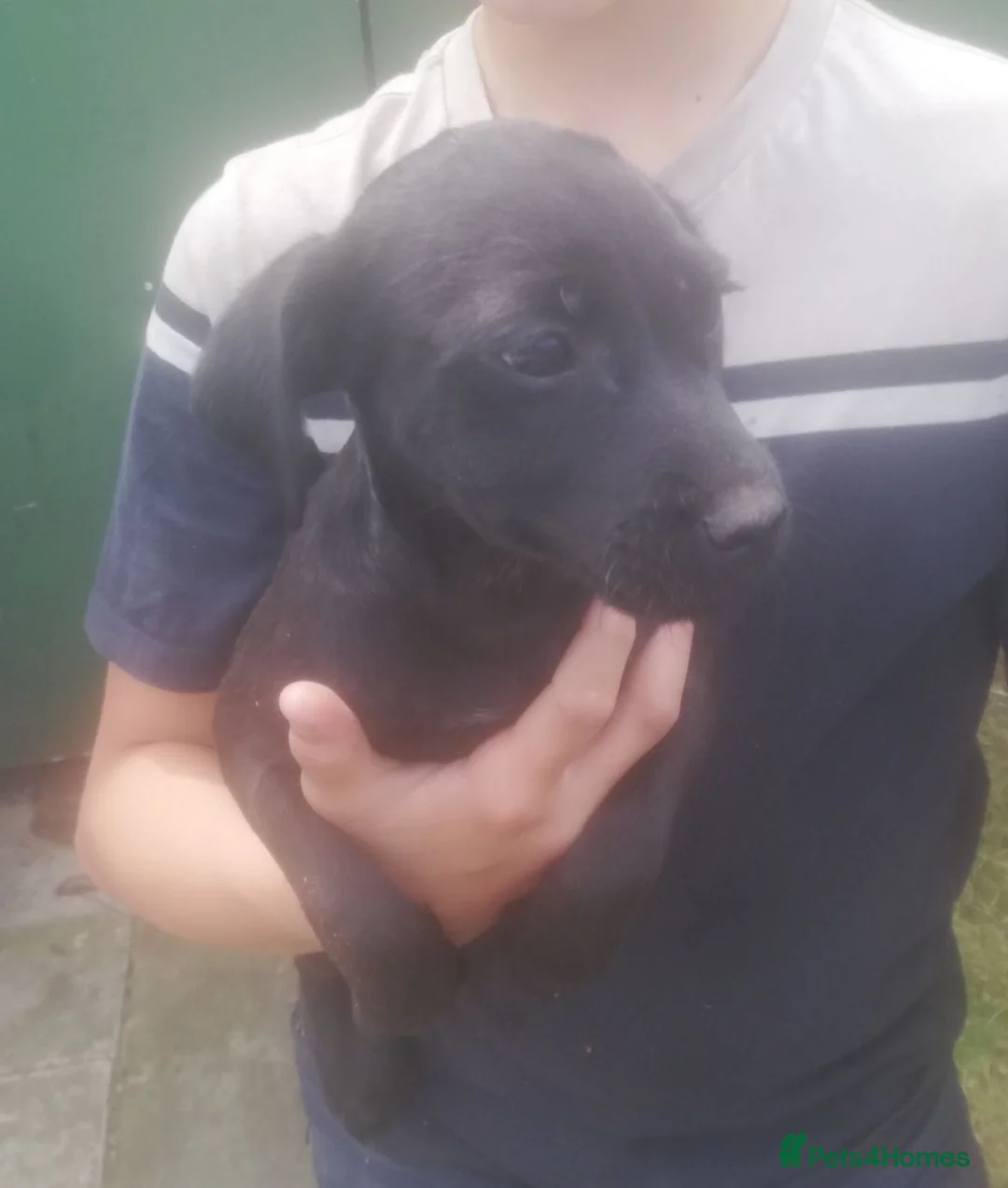 Patterdale Terrier dogs for sale: Perfect patterdales  - Advert 2