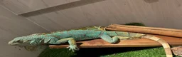 Iguana reptiles for sale: Blue iguana female - Advert 4