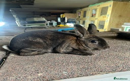 Rex rabbits for sale: Selection of Mini Rex boys  - Image 5
