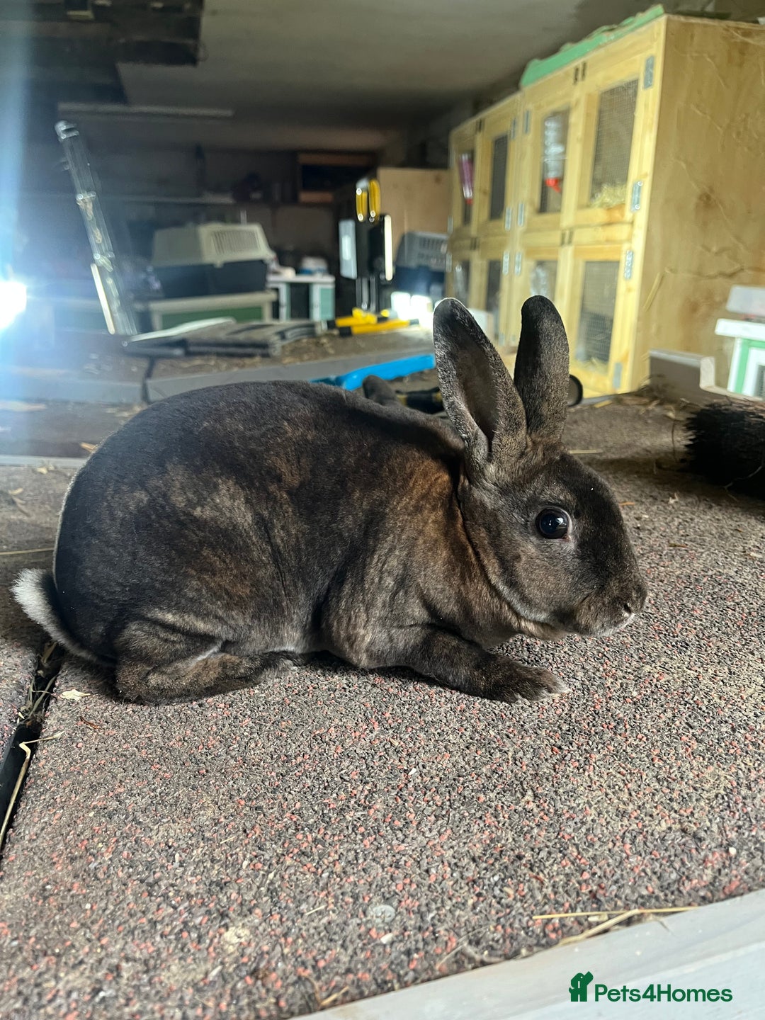 Rex rabbits for sale: Selection of Mini Rex boys  - Image 5