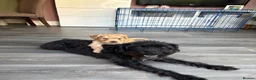 Mixed Breed dogs for sale: Coker spaniel x Paterdale boys  - Advert 2
