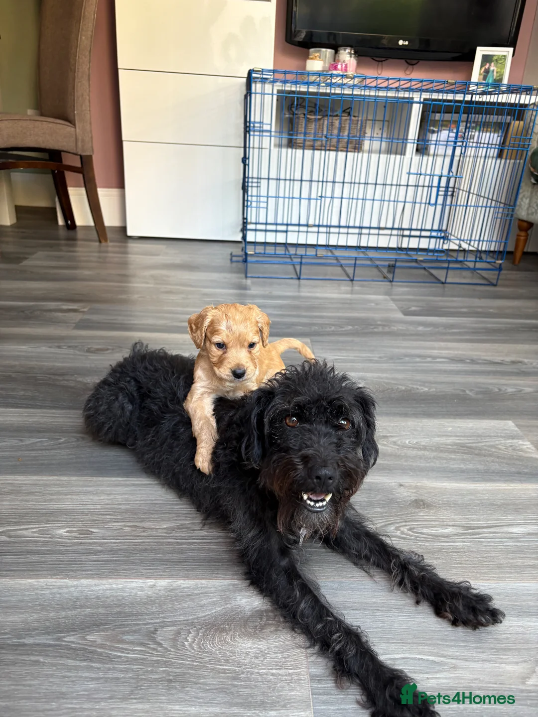 Mixed Breed dogs for sale: Coker spaniel x Paterdale boys  - Advert 2