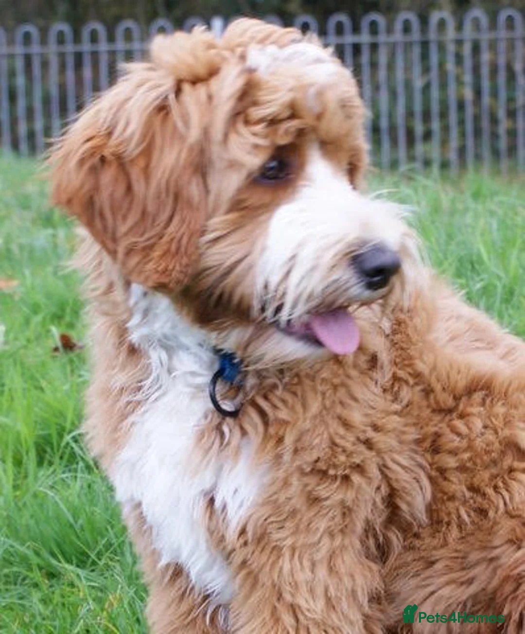 Australian Labradoodle dogs for sale: WAITING LIST Australian Labradoodles - RED & TUX  - Advert 4