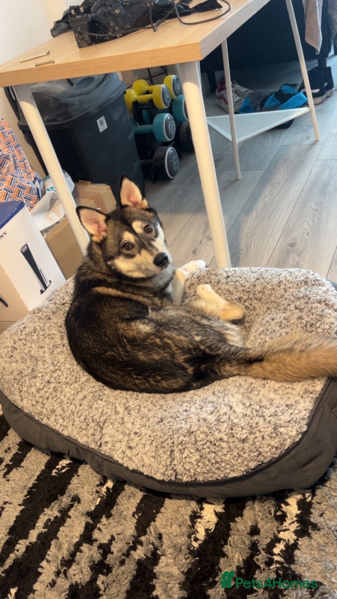 Pomsky dogs for sale: 3 year old Pomsky - Advert 3