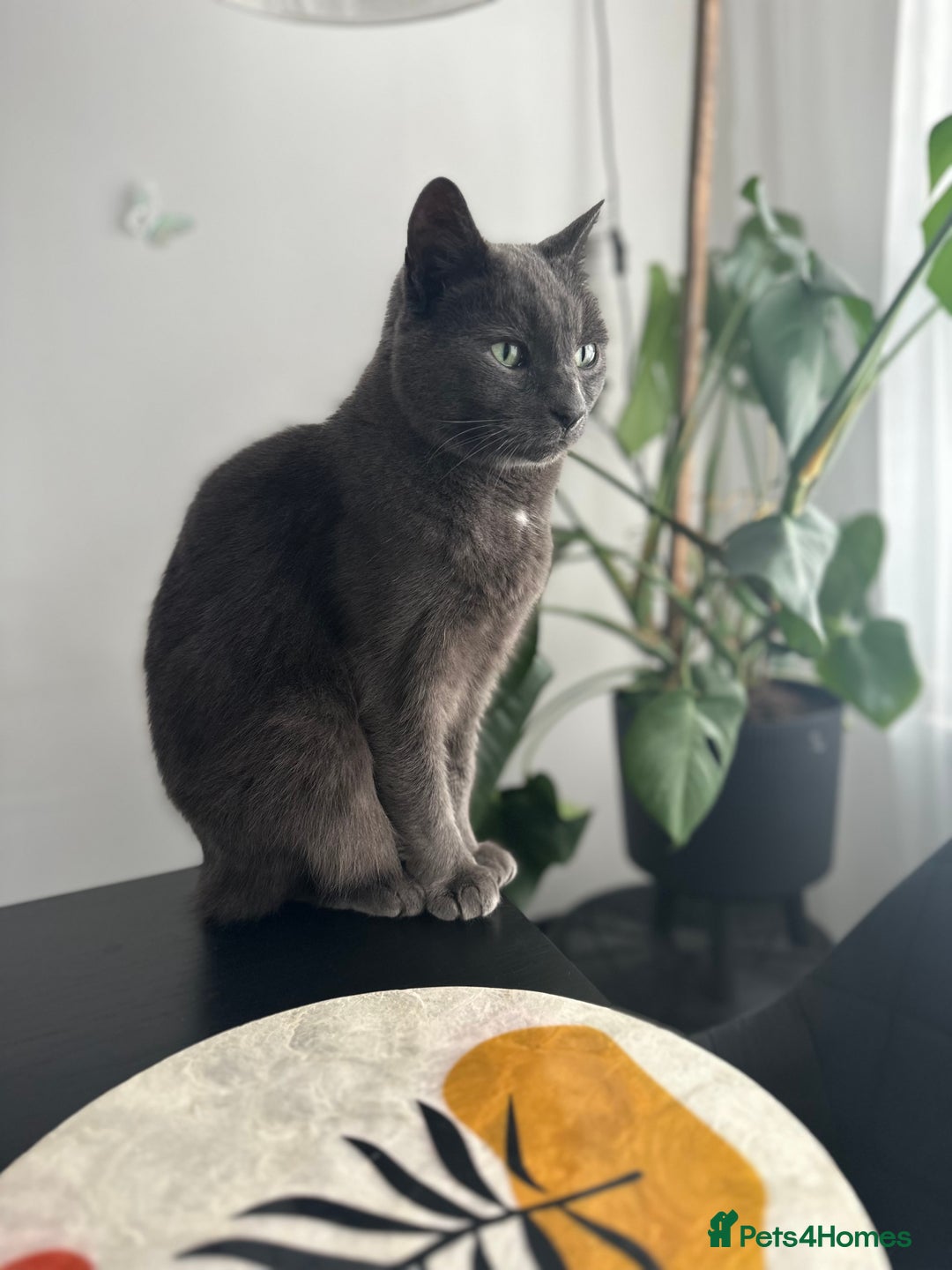 British Shorthair cats for sale: Free Misty Cat looking for home  - Image 3