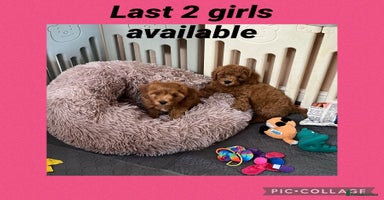 Cavapoo dogs - Advert 3