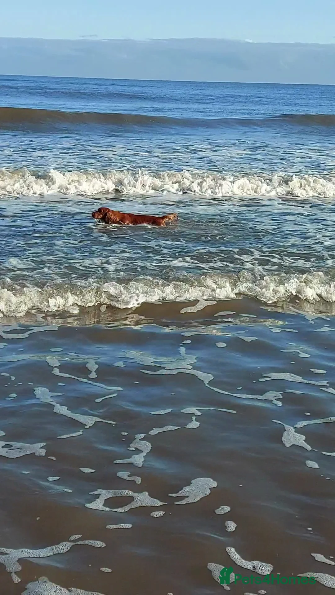 Cocker Spaniel dogs for stud: PROVEN Red Cocker Spaniel at Stud in Durham - Advert 15