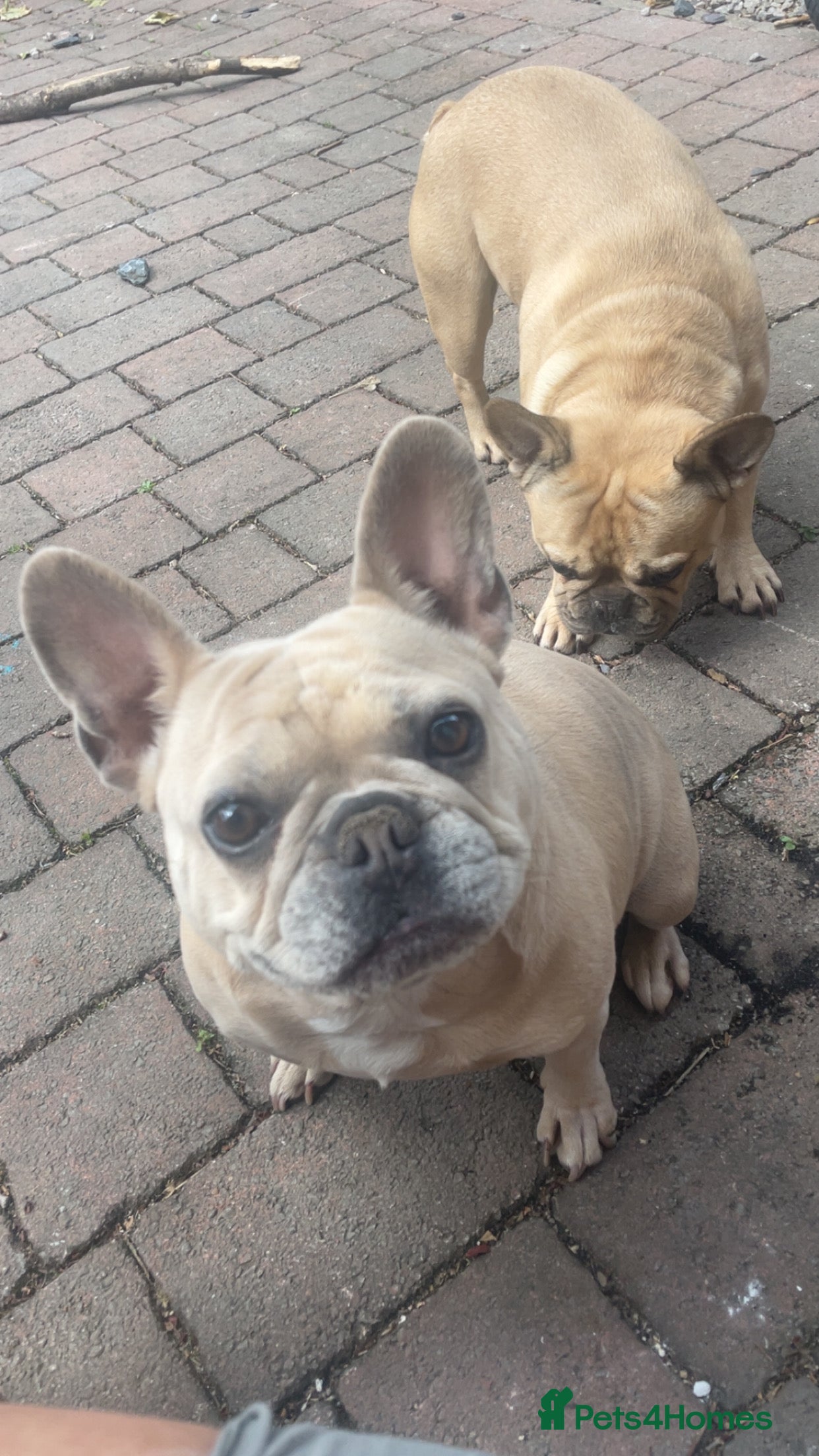 French Bulldog dogs French bulldogs soulmates - Advert 2