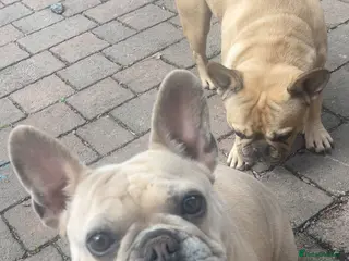 French Bulldog dogs French bulldogs soulmates - Advert 2