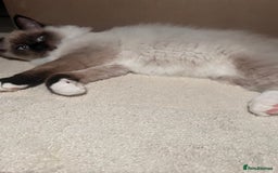 Ragdoll cats for sale: 3 month male ragdoll - Advert 2