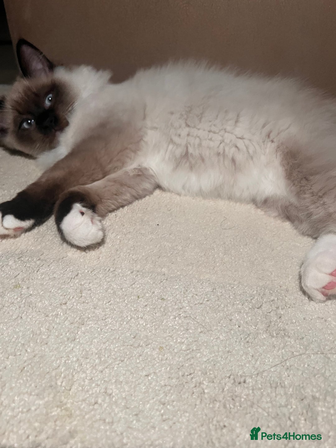 Ragdoll cats for sale: 3 month male ragdoll - Advert 2