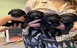 Cocker Spaniel dogs for sale: Cocker spaniel puppies - Image 3