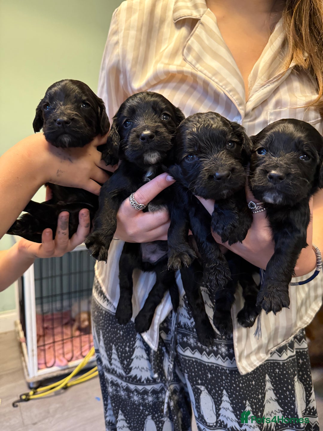 Cocker Spaniel dogs for sale: Cocker spaniel puppies - Image 3