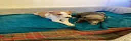 Whippet dogs for sale: Whippet  - Advert 2