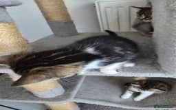 Bengal cats for sale:  Bengal with long haired blk & white kittens - Image 19