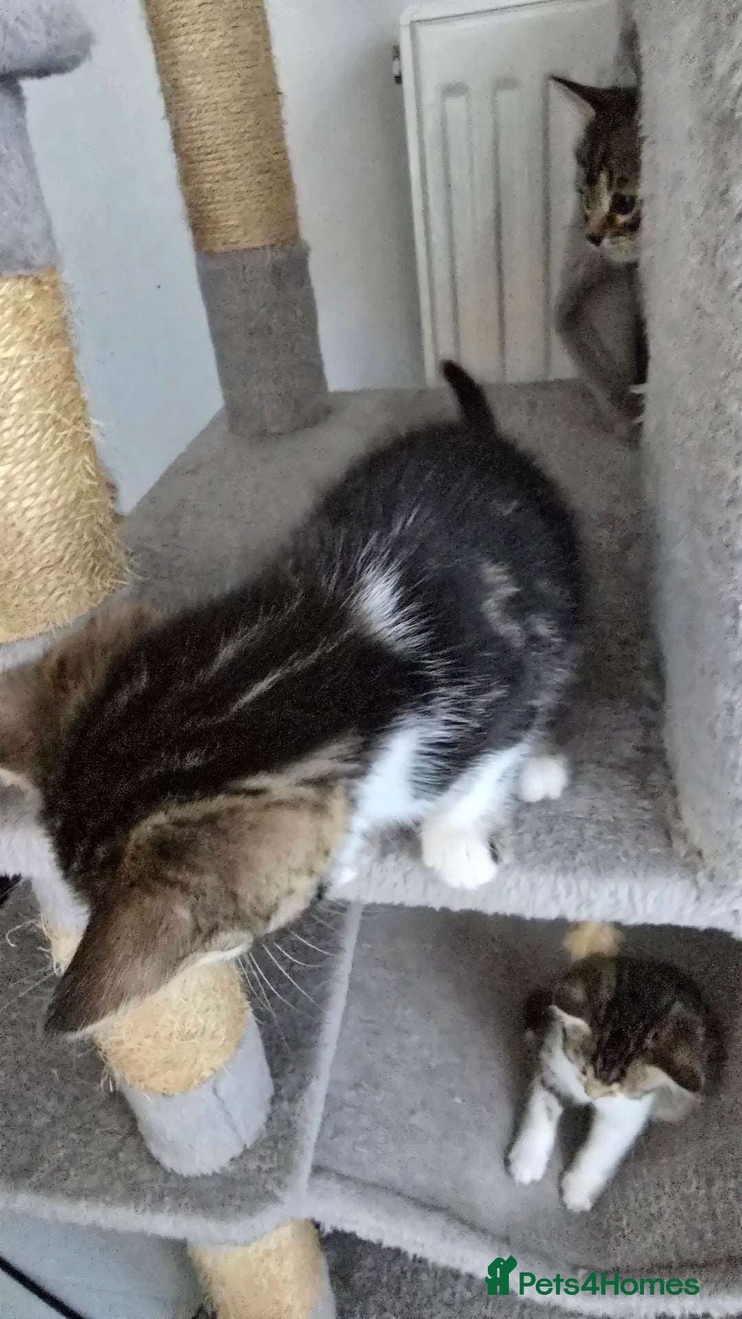 Bengal cats for sale:  Bengal with long haired blk & white kittens - Image 19