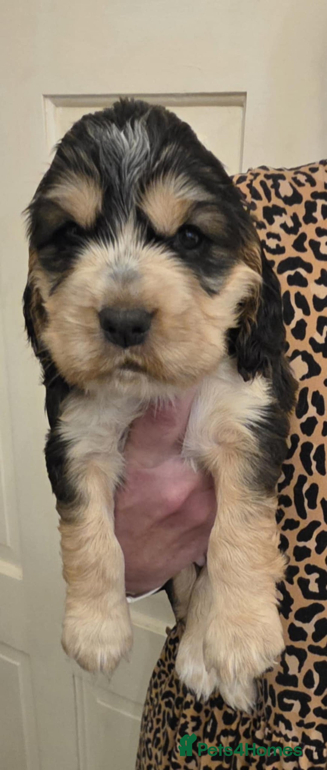 Sprocker dogs for sale: Beautiful litter of Sprockers - Advert 10