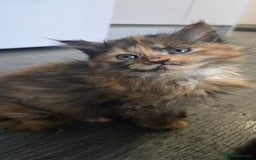 LaPerm cats for sale: 8 Laperm mix kittens, curly & long-haired - Advert 6